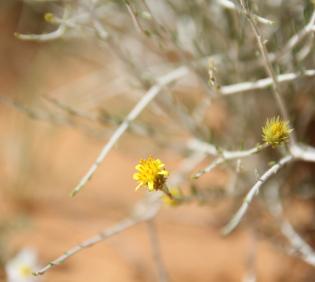 Rhanterium epapposum flower