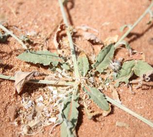 Centaurea mesopotamica leaves