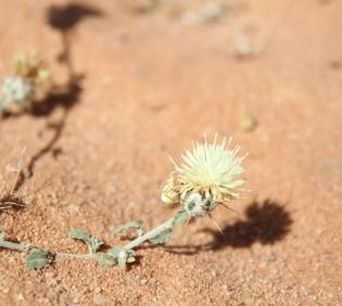 Centaurea mesopotamica flowers