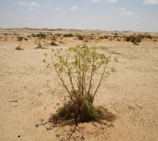 Whole plant