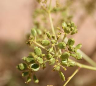 Ferula sinaica fruits