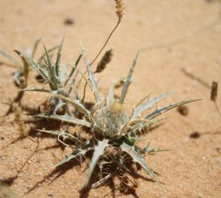 Whole plant