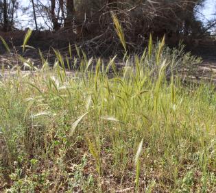 Whole plant