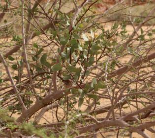 Whole plant
