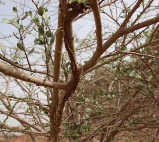 Plicosepalus acaciae attaching itself to its host