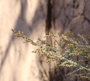 Atriplex turcomanica flowers