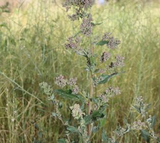 Whole plant