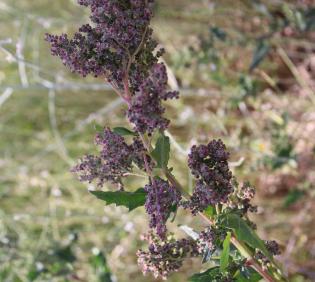 Chenopodiastrum murale fruits