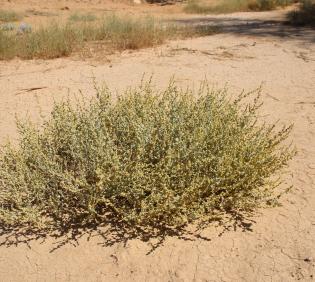 Whole plant