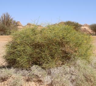 Whole plant
