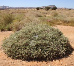 Whole plant