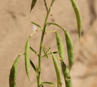 Cleome amblyocarpa fruits