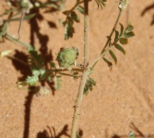 Tribulus macropterus fruit