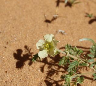 Tribulus macropterus flower