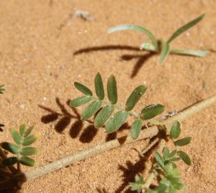 Tribulus macropterus leaves