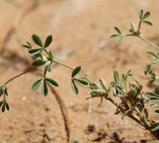 Leobordea platycarpa leaves and fruits