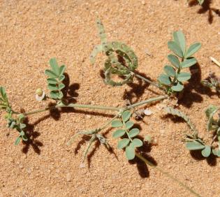 Hippocrepis constricta fruits and leaves