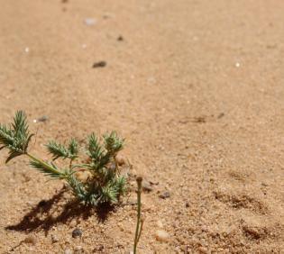 Whole plant