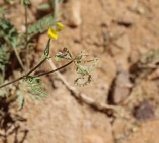 Hippocrepis areolata fruit