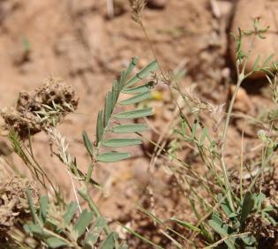 Hippocrepis areolata leaves