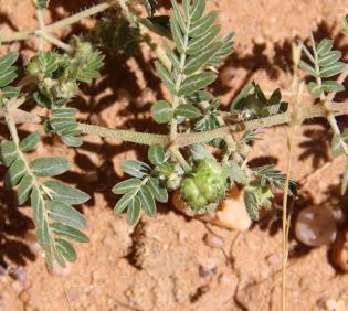 Tribulus terrestris fruit