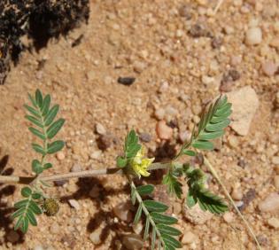Tribulus terrestris flower