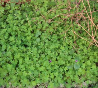 Whole plant