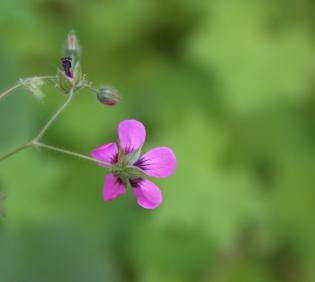 Geranium mascatense flower