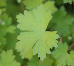 Geranium mascatense leaf