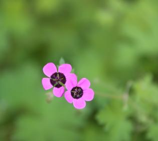 Geranium mascatense flowers