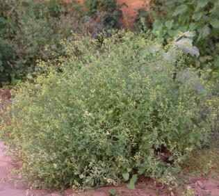 Whole plant