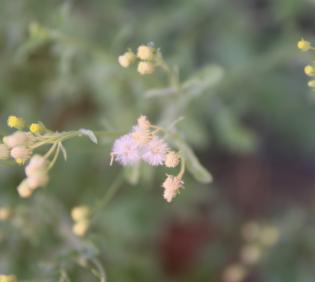 Eschenbachia stricta fruits