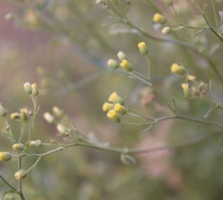 Eschenbachia stricta flowers