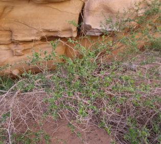 Whole plant