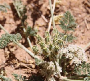Anisosciadium lanatum fruits