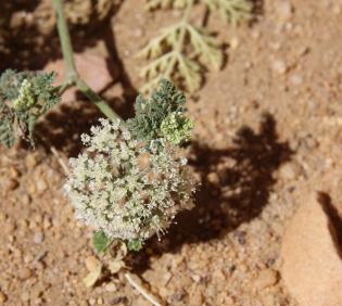 Anisosciadium lanatum flowers