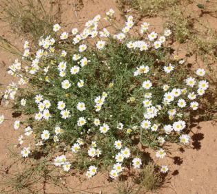 Whole plant