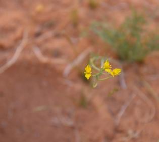 Hypecoum aegyptiacum flowers