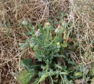 Whole plant