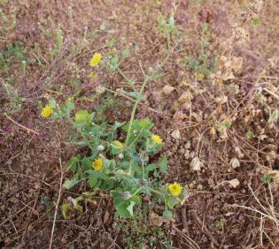 Whole plant