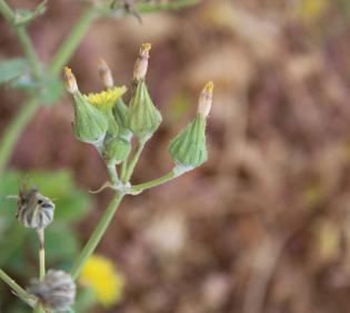 Sonchus oleraceus flowers