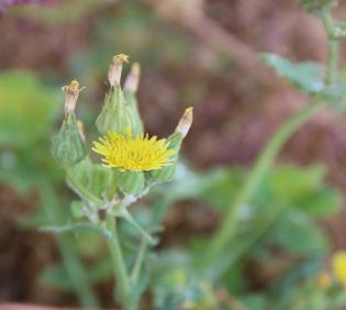 Sonchus oleraceus flowers