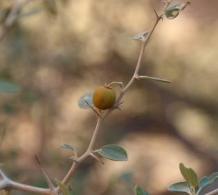 Ziziphus nummularia fruit