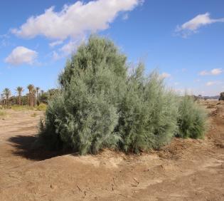 Whole plant