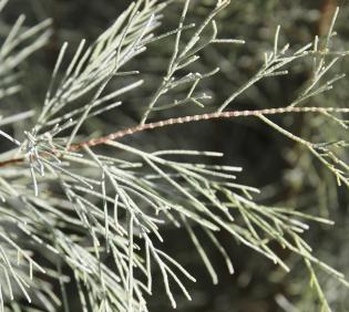 Tamarix aphylla leaves