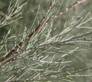 Tamarix aphylla leaves