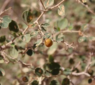 Ziziphus nummularia fruit