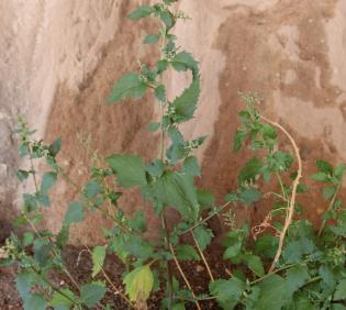 Whole plant
