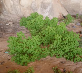 Whole plant