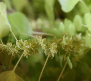 Parietaria alsinifolia flowers and fruits
